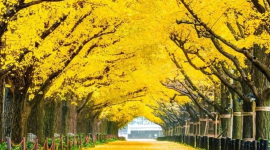 Du lịch Hàn Quốc 5N5Đ: Seoul - Nami - Everland giá tốt từ Hồ Chí Minh