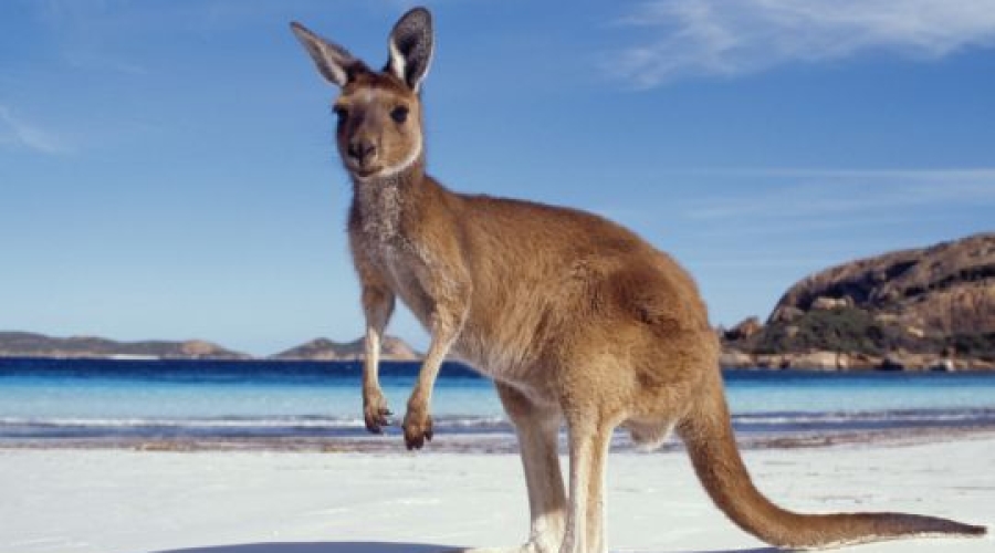 Du lịch Úc 7N6Đ: Sydney - Menbourne giá tốt từ Hồ Chí Minh
